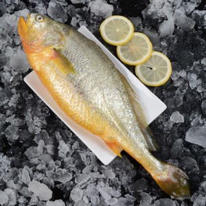 冷冻海鲜 活冻大黄花鱼1.5kg 每条0.5kg