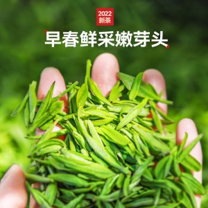 雀舌茶叶绿茶 2023春茶新茶浓茶