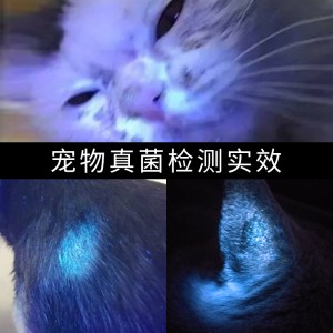 照猫藓灯 宠物紫光手电筒 紫光灯